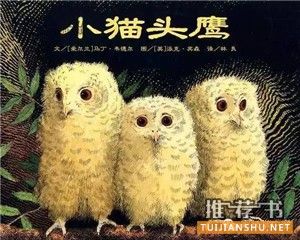 小貓頭鷹